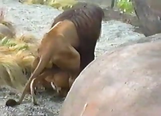 Animal-on-animal action for you