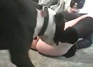 Black socks zoophile vs a black dog