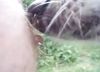 Dog licks and eats hard nipples in close-up