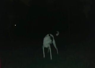 Dogs
