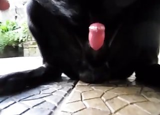 Dog unknowingly flaunting its cock