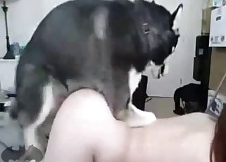 Dogs