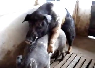 Pig pounds some other pig on cam